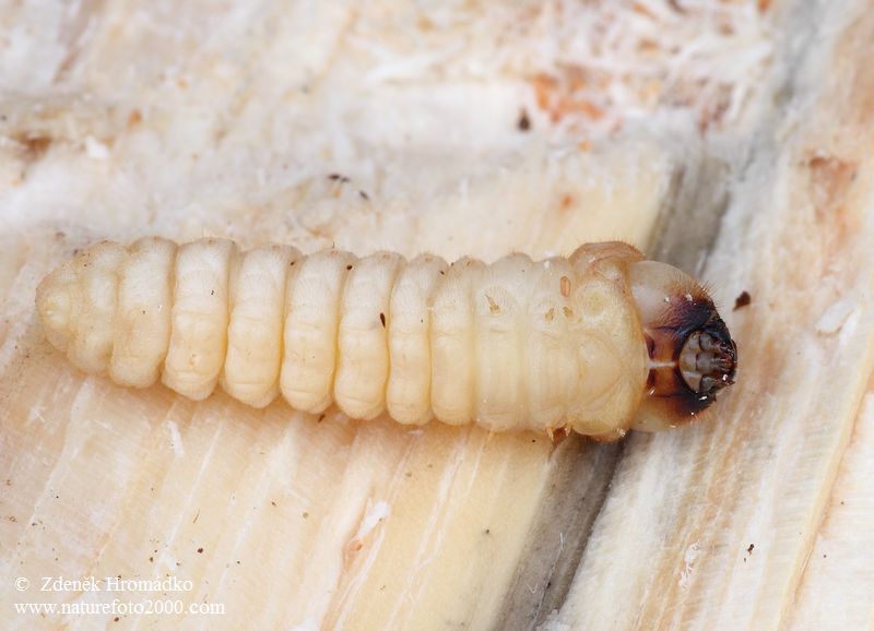 Tesařík hnědý, Arhopalus rusticus, Cerambycidae (Brouci, Coleoptera)